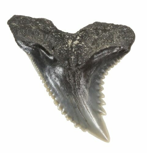 Fossil Hemipristis Shark Tooth - Maryland #42553